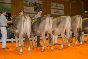 Abt. 3 1.Rang Jongleur Josephin Arnold HR 2. Salomon Sienna Schilig Sonia 3.Rang Joe Fara von G-Wal Mountain Cows